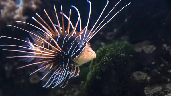 Close up de peixes de coral de peixe-leão em um grande aquário — Fotografia de Stock