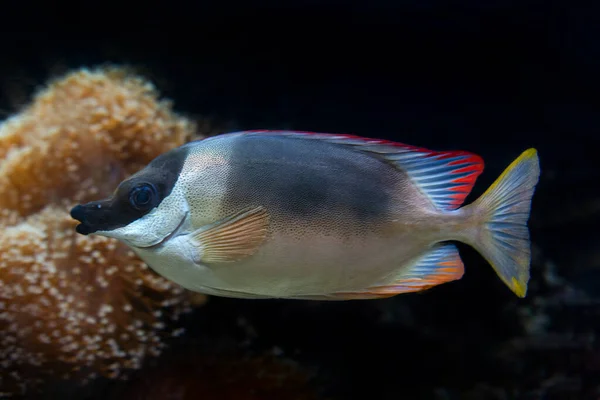 Siganus magnificus is a tropical fish closeup in the aquarium — Stock Photo, Image