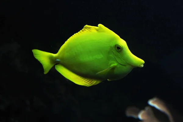 Жовтий рибний хірург у великому акваріумі — стокове фото