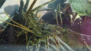 Restoran akvaryumunda canlı ıstakoz. Yakın plan.