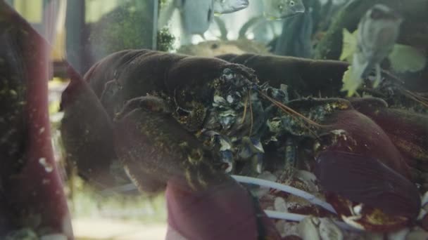 Живий омари в акваріумі ресторану крупним планом — стокове відео