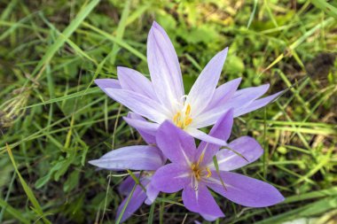 Dağ çayırında mor timsahlar