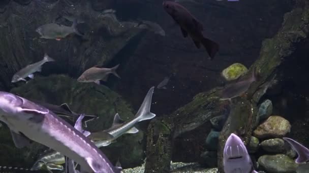 L'esturgeon flotte dans l'eau avec d'autres poissons — Video