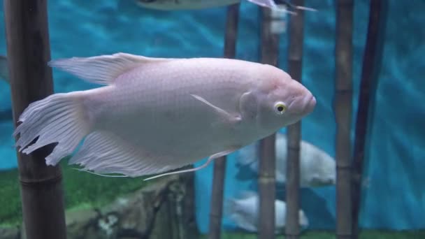 Рыбный гигант гурами плавает в большом аквариуме — стоковое видео