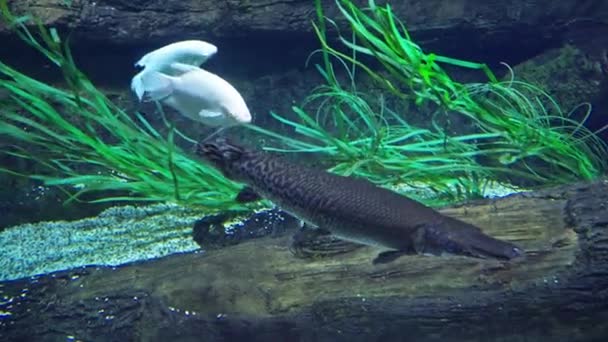 수족관에 있는 물고기 껍데기의 배관 — 비디오