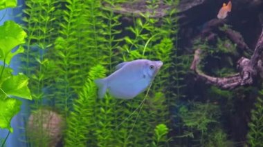 Trichopodus microlepis. Akvaryumdaki beyaz tropikal balıklar gourami, ay gourami ay ışığı