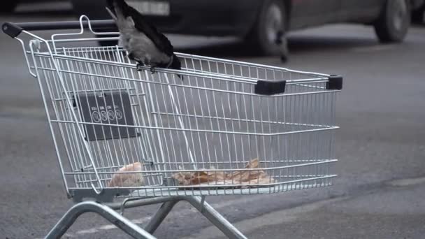 Minsk Belarus November 2019. A gray crow pecks at the bread thrown in the basket — Stock Video