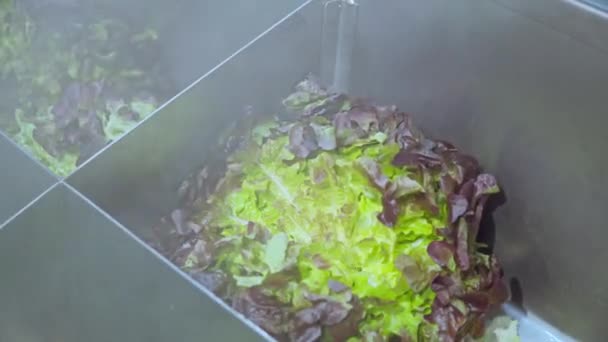 Tuoreet salaatin lehdet varastossa lähikuva — kuvapankkivideo