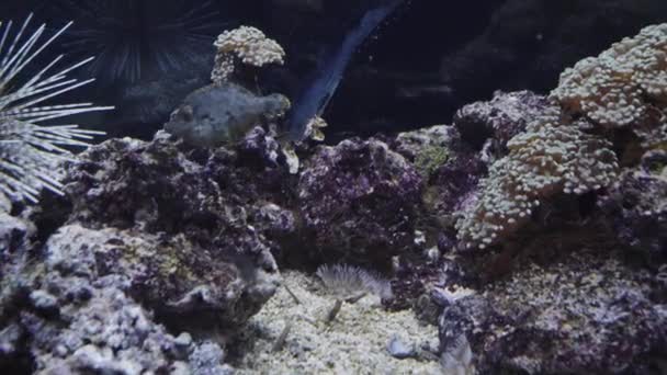 有热带鱼类和珊瑚的大型水族馆 — 图库视频影像