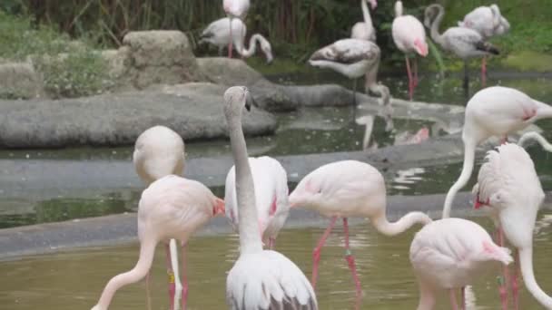 troupeau de flamants roses se nourrissent dans un étang peu profond 