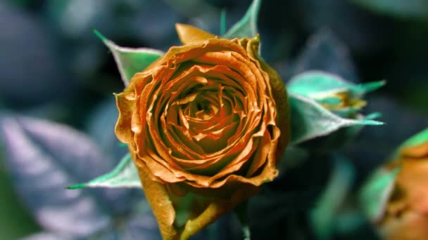 Időzítés. Rózsa közelkép. bimbózó rózsa — Stock videók