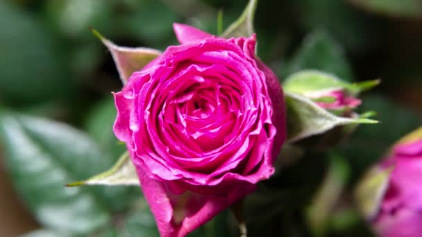 Timelapse. Rose close-up. budding rose — Stock Video