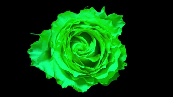 Zeitraffer stieg. Zeitraffer der grünen Rose aus nächster Nähe — Stockvideo