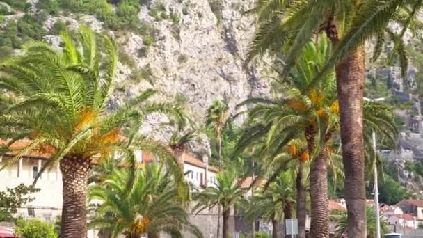 View of palm trees and mountains in Kotor Montenegro — ストック動画