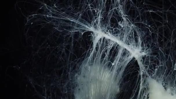 Tentacles jellyfish close up on black background — Stok Video