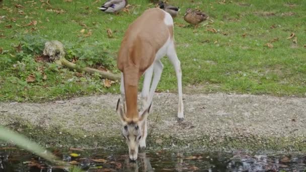 Gacela joven bebiendo agua del estanque — Vídeos de Stock