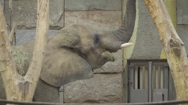 Elefante joven en el zoológico come una rama verde jugosa — Vídeo de stock