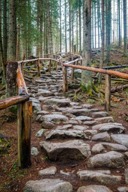 Ormanda taşlarla kaplı bir dağ yolu.