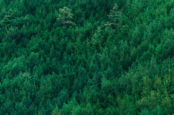 Yeşil orman arka planda Tatra Dağları