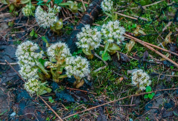 Brotes verdes flores hacen su camino a través del suelo del bosque en primavera en las montañas —  Fotos de Stock