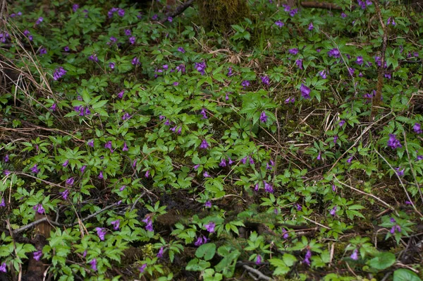 ポーランドの山間部で小さな青い花を散らし — ストック写真