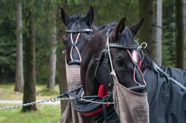 Horse wagon pass in the Polish Tatras — Stock Photo, Image