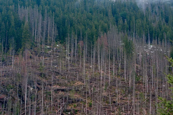 trees damaged by the hurricane in the forest