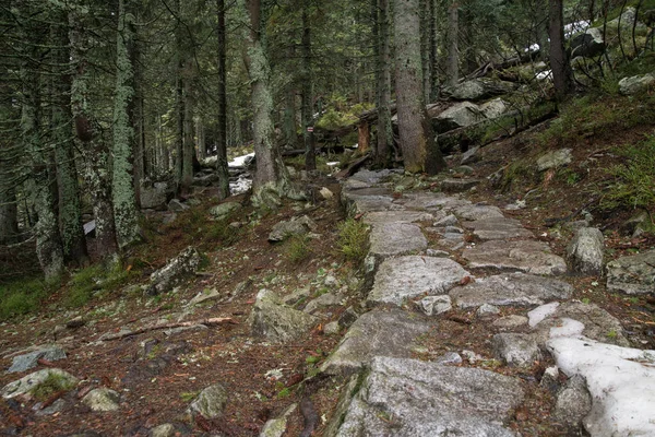 mountain path lined with stones in the forest
