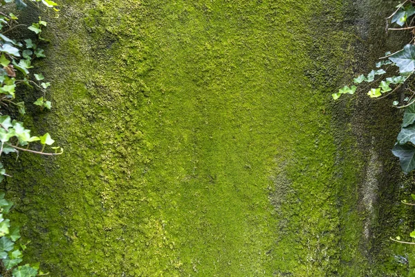 Hijau lichen di atas batu datar besar — Stok Foto