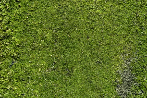Líquen verde em uma grande rocha plana — Fotografia de Stock