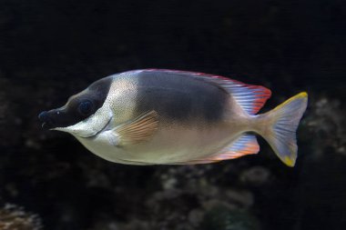 Akvaryumdaki Siganus Magnificus balığı.