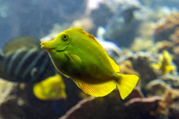 Жовтий рибний хірург у великому акваріумі — стокове фото