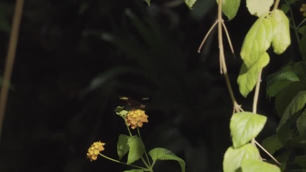 Hermosa mariposa tropical se sienta en una hoja verde — Vídeo de stock