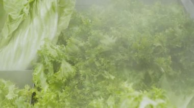 Süpermarketin rafındaki yeşil marul yapraklarının yakın çekimi.