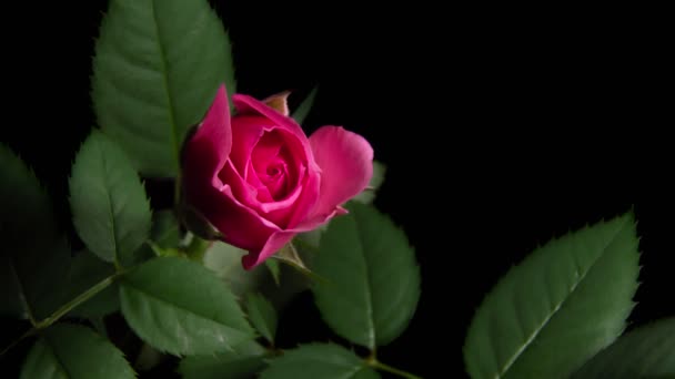 Timelapse de rosa rosa floreciendo — Vídeo de stock