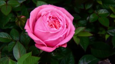 Pembe güllerin açtığı zaman.