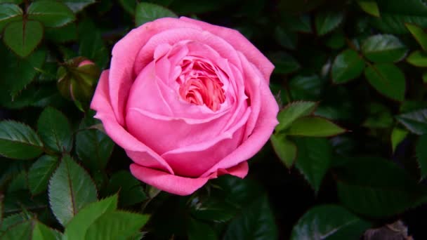 Timelapse de rosa rosa florescendo — Vídeo de Stock