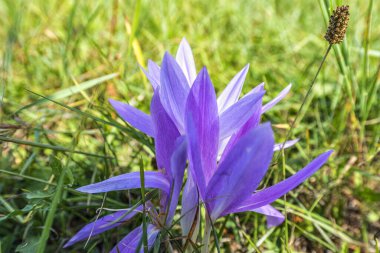 Dağ çayırında mor timsahlar