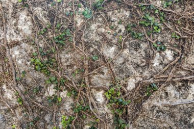 Soyut arkaplan. Köklerle kaplanmış kaya