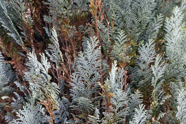 Blue Cypress z rodziny cyprysów zbliżenie — Zdjęcie stockowe