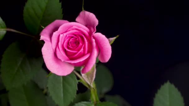 Time lapse floraison d'un bourgeon rose. macro vidéo close up — Video