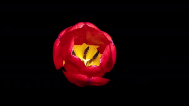 Timelapse d'une tulipe en fleurs sur un fond noir — Video