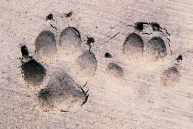Ayak izleri çimento katta iki işareti köpek.
