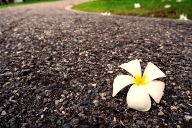 Çiçek Park geçit düştü.