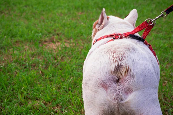 Bulldog Buttom sull'erba verde . — Foto Stock