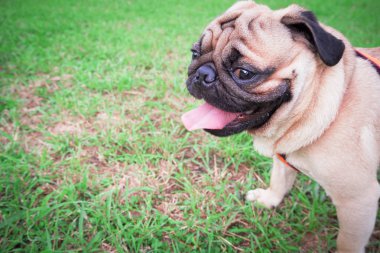 Pug köpek baş yan koltuk ve dil üzerinde yeşil çimen.