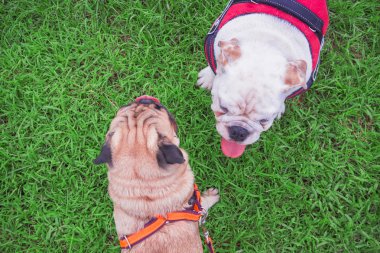 Bulldog yavru köpek Pug top oynamaktan görüntülemek.