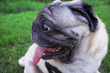 Yeşil çimenlerin üzerinde akşam arıyorum pug köpek.