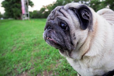 Pug köpek yeşil çimenlerin üzerinde akşam merak ediyorum..