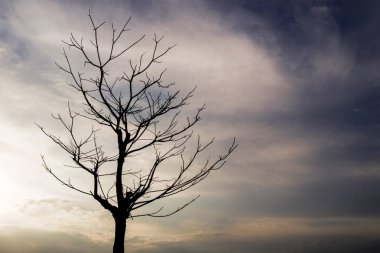 Akşam gökyüzünde ölü ağaçlar.